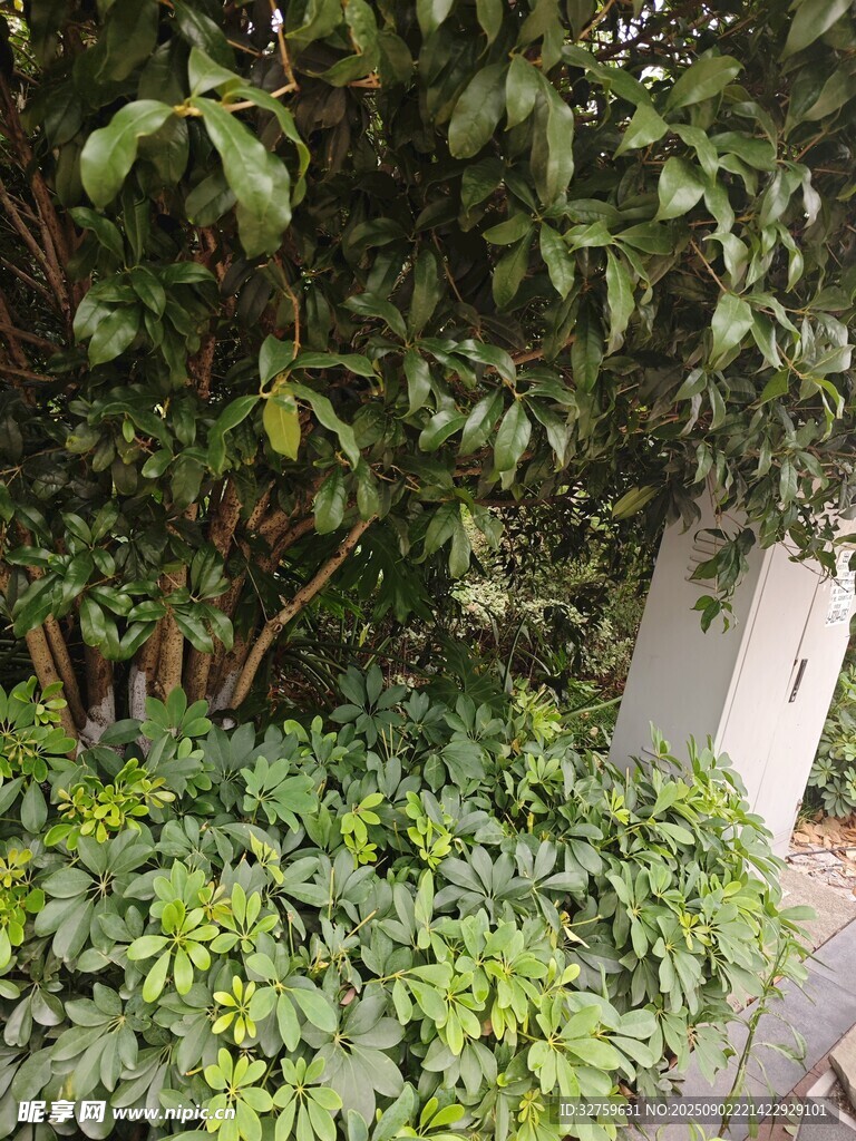 绿叶繁茂的庭院植物景观