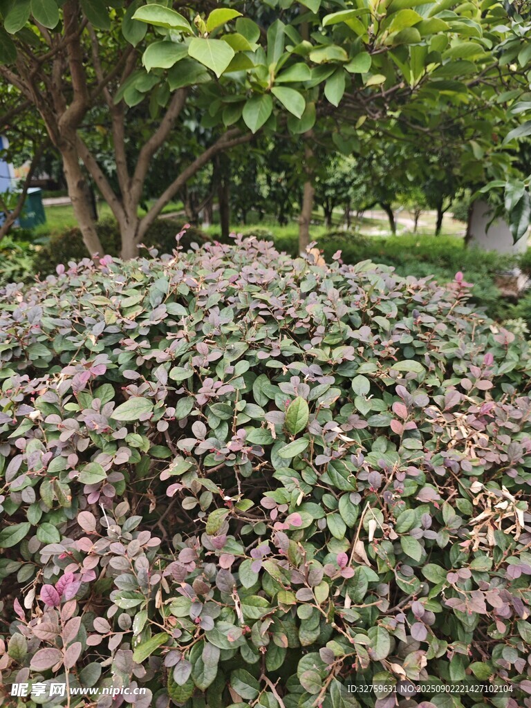 多彩繁茂的低矮植物景观