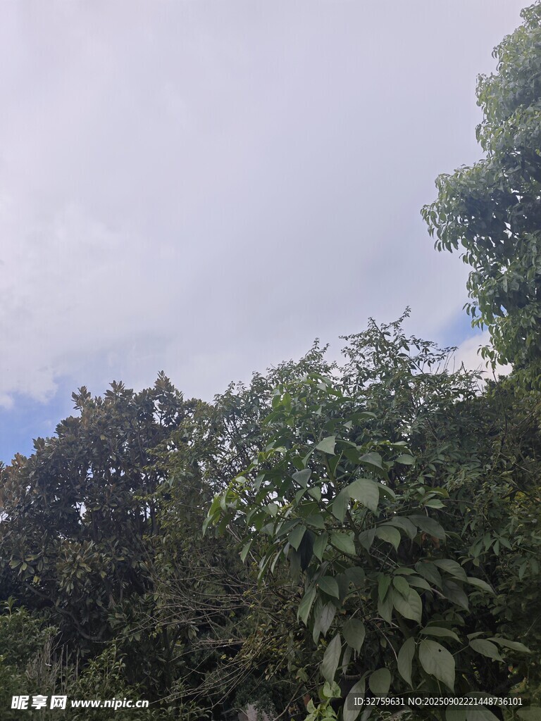 绿树掩映下的天空