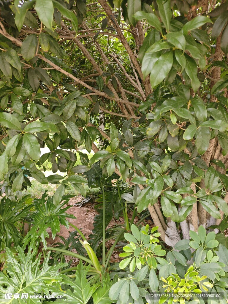 繁茂绿植景观
