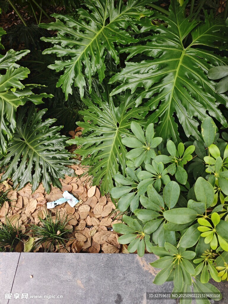 庭院绿植景观一角