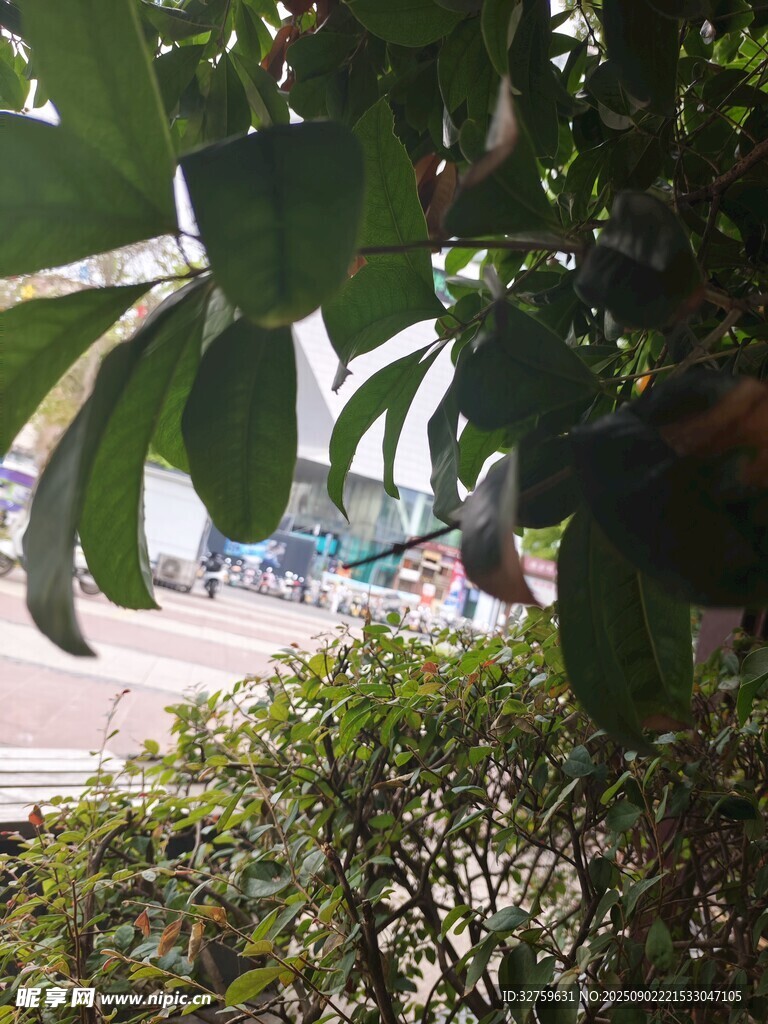 透过枝叶看户外景象