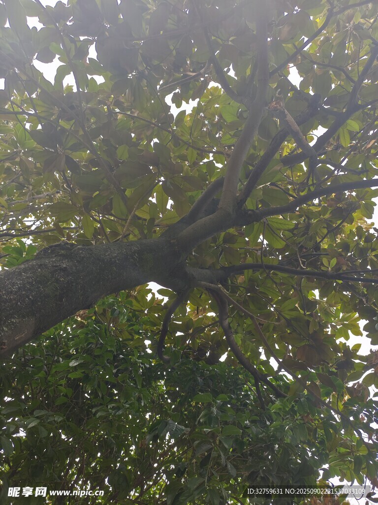 仰视繁茂大树枝叶