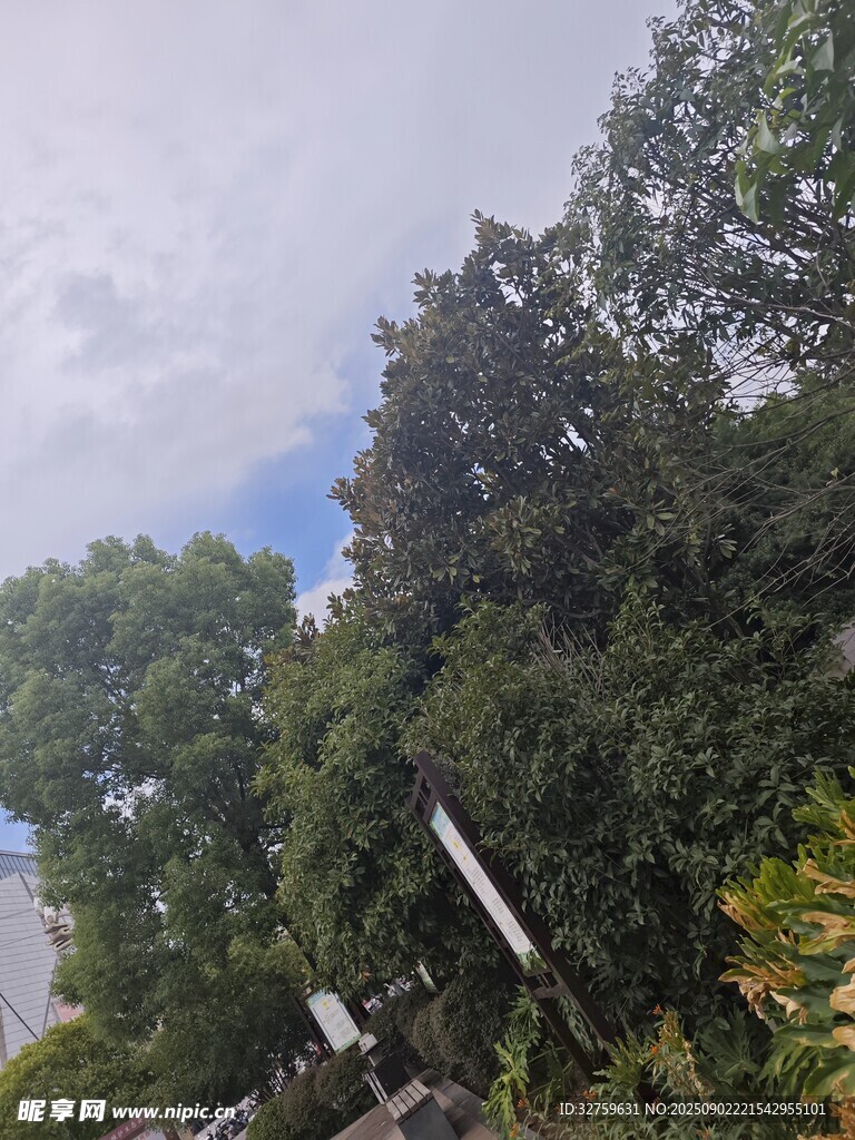 林间树梢 