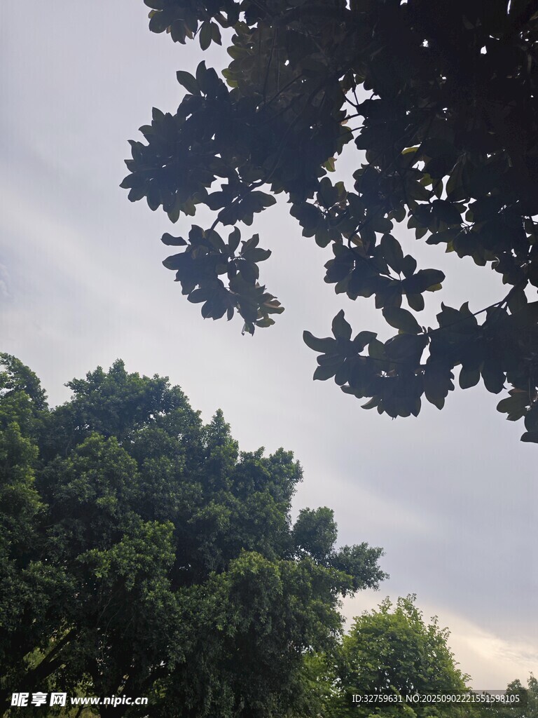 树梢间的天空与繁茂枝叶