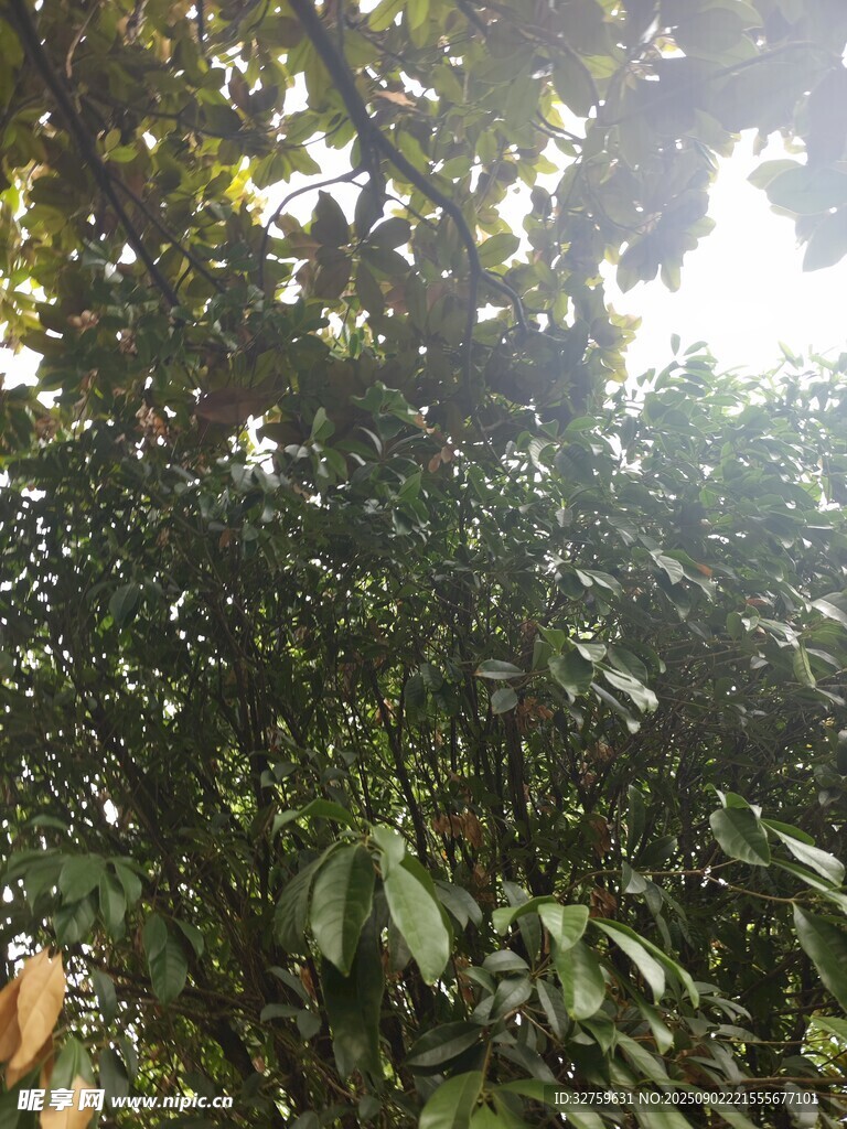 茂密绿植景观