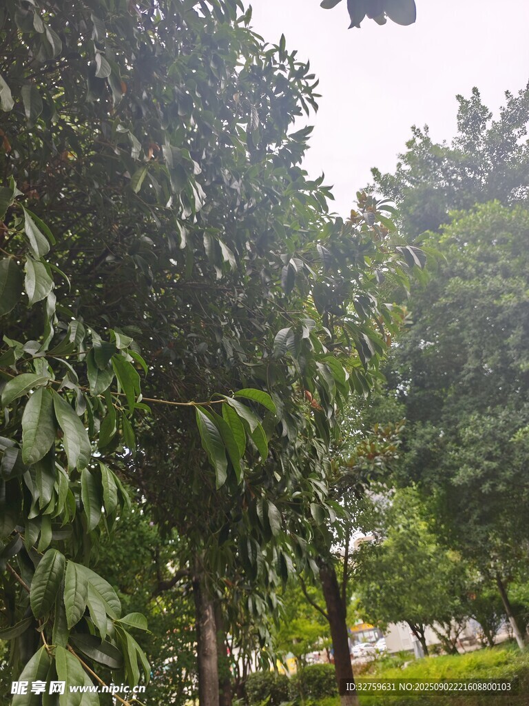 夏日绿树成荫的清新景致