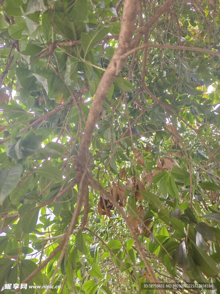 繁茂树枝下的绿意景象