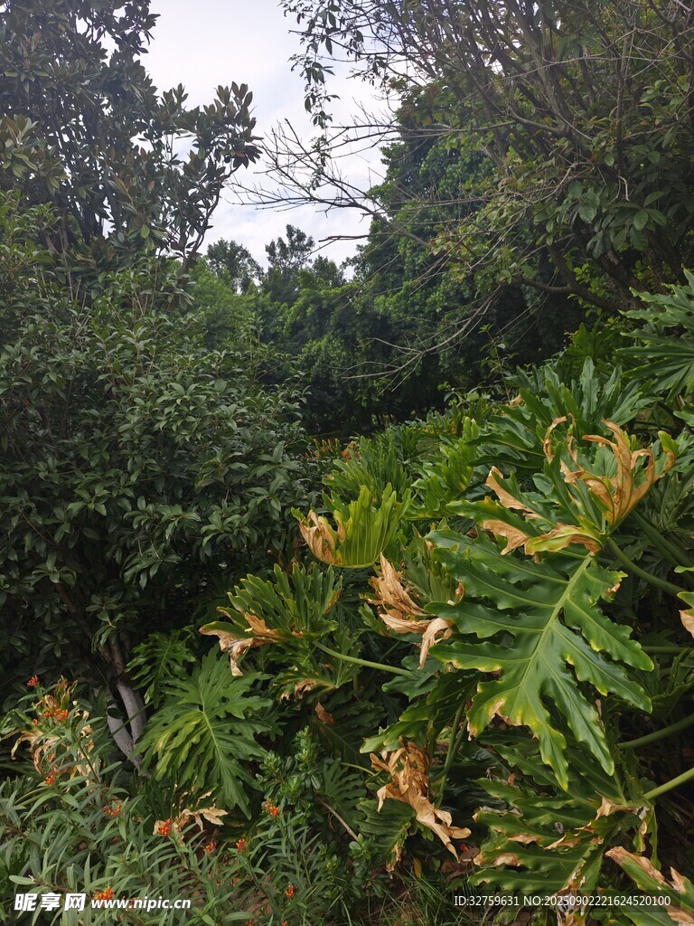 茂密丛林中的繁茂植物