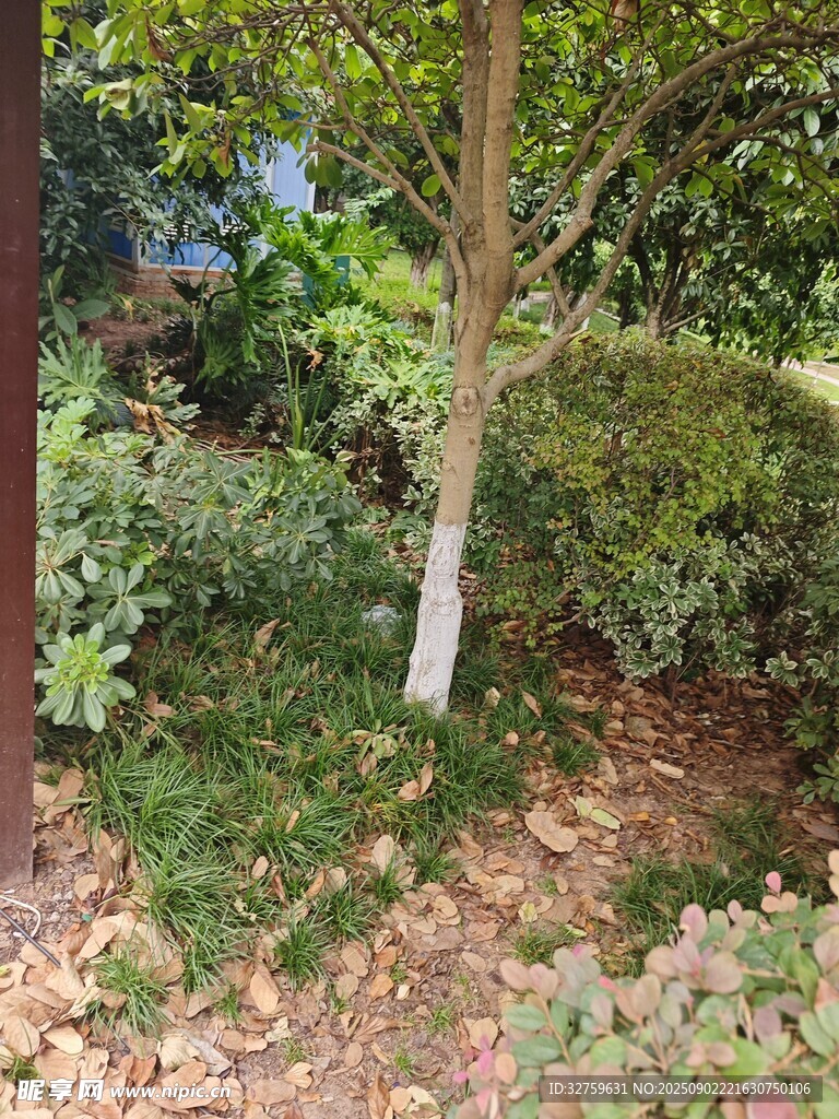 林间树木与繁茂植被