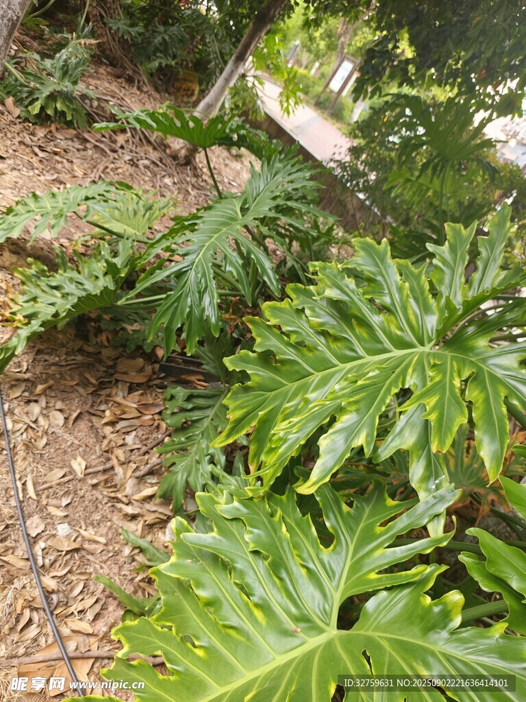 翠绿繁茂的热带植物景观