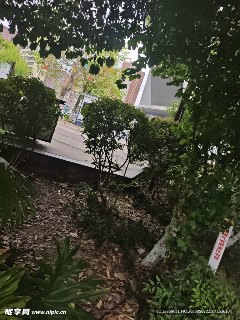 庭院绿植小径景致