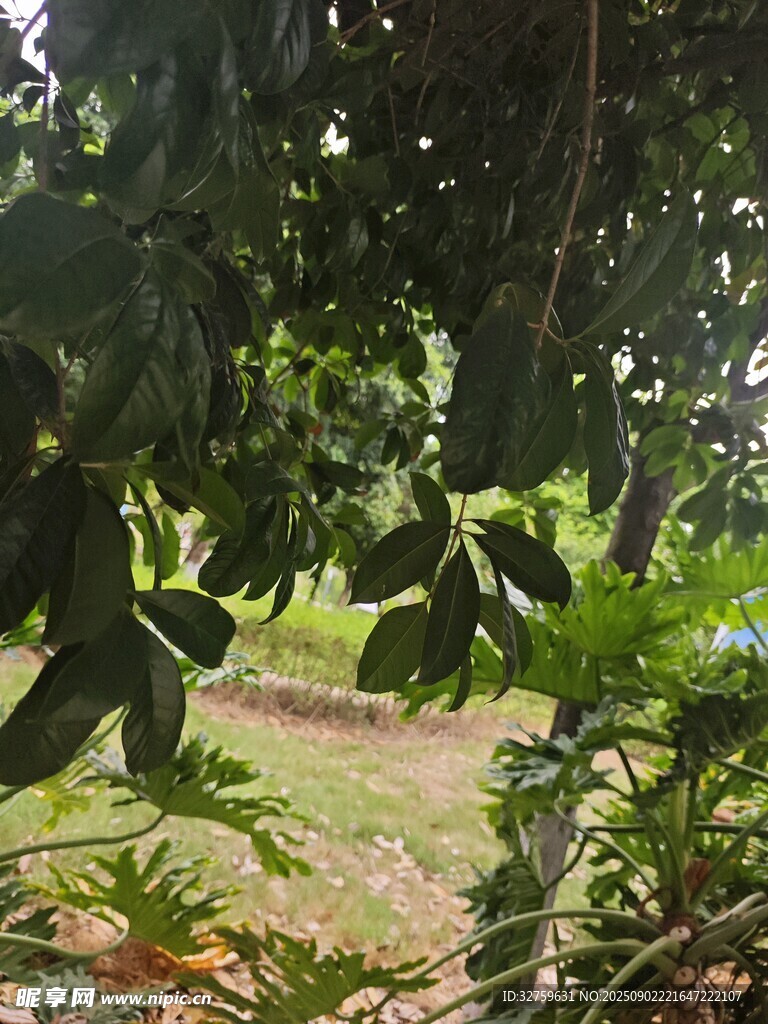 果园里挂满果实的果树