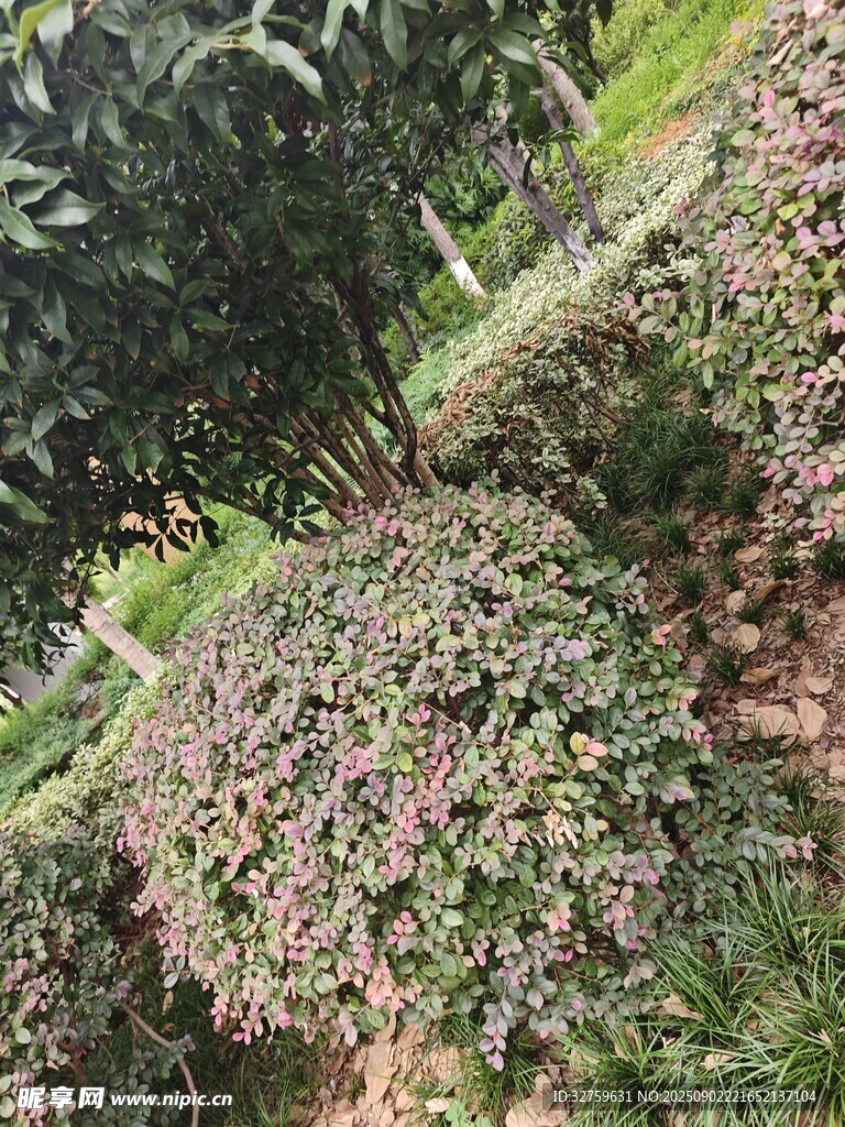 繁茂花丛中的绿植景观