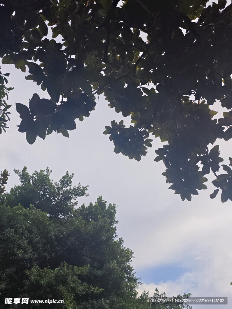 透过枝叶望天空