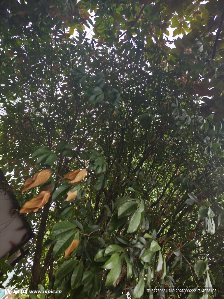 繁茂绿植景象