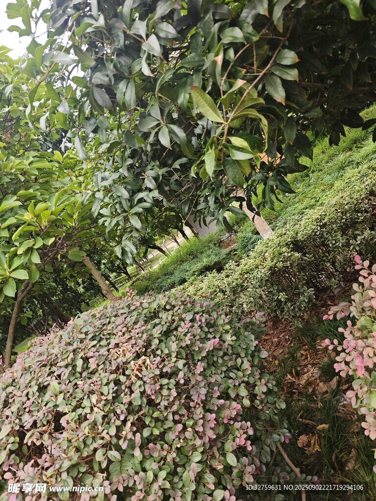 山坡绿植景观