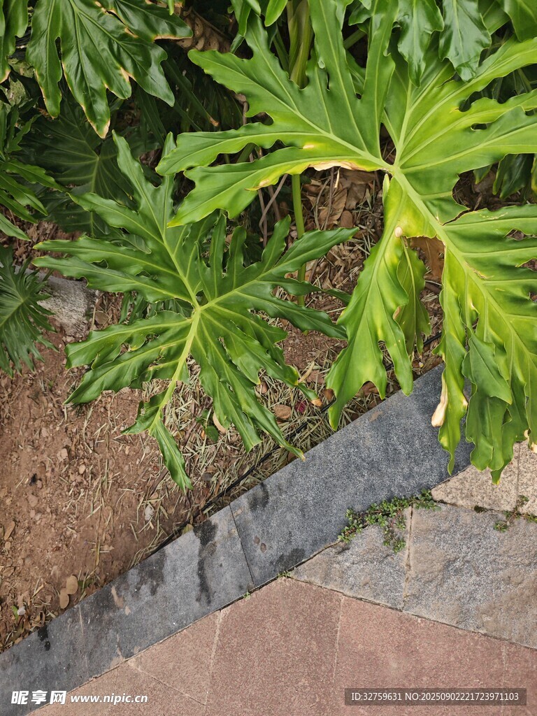 路边的翠绿海芋植物