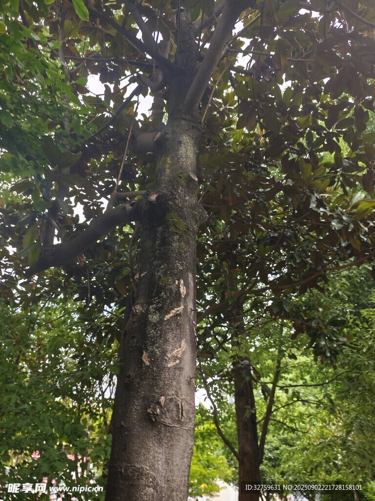高大挺拔的树木
