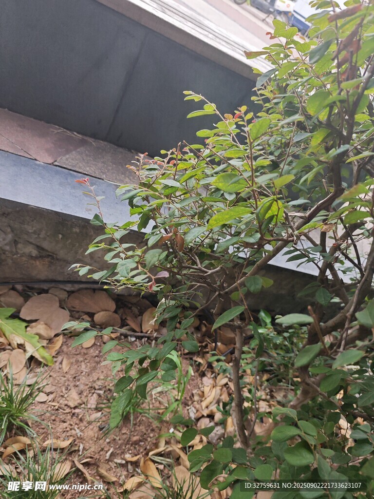房屋旁的绿植景观