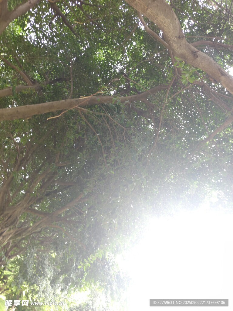 仰视茂密树冠的自然景象