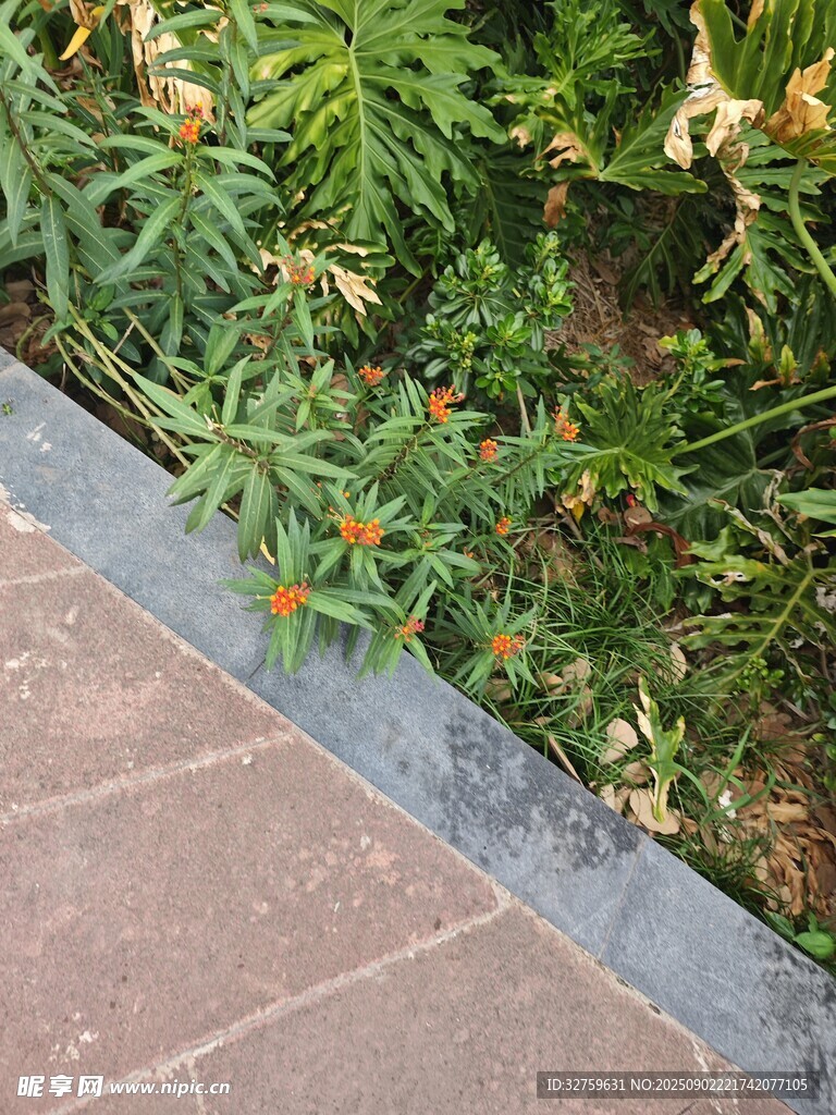 路边绿植景观