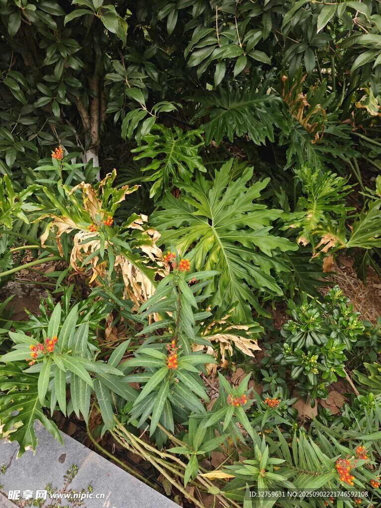 庭院中的多样绿植景观