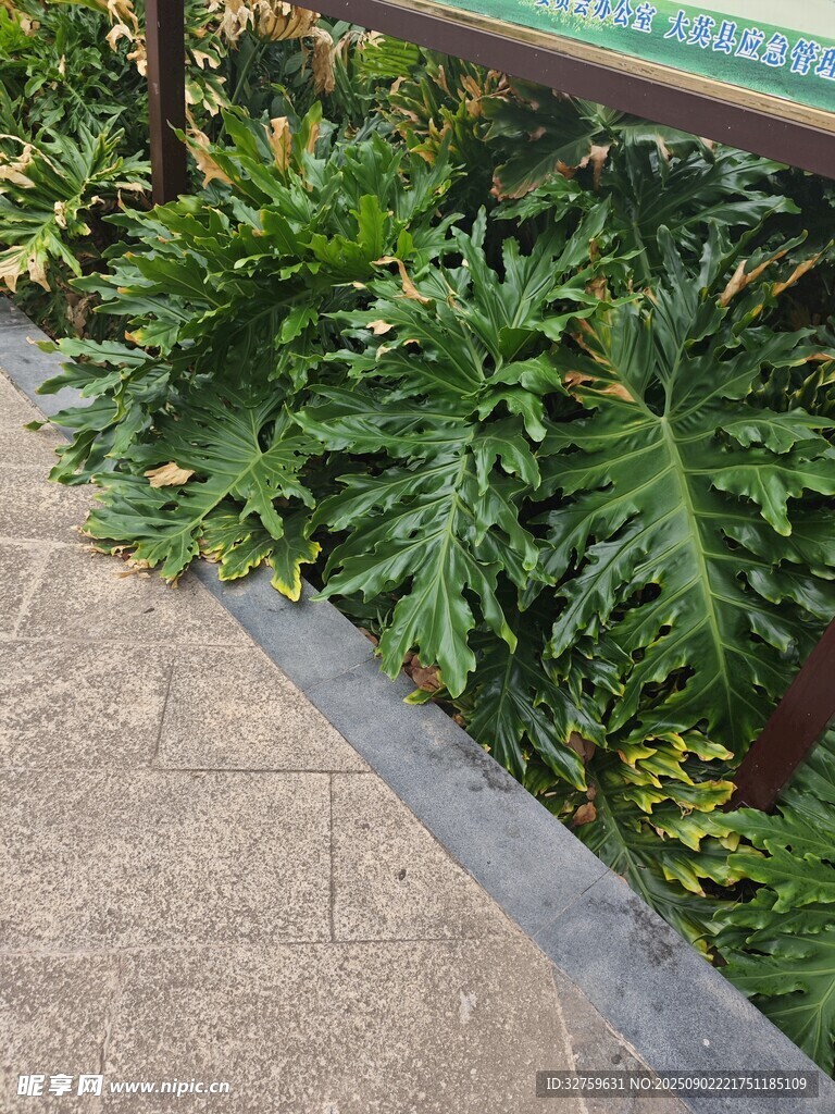 路边茂盛的热带绿植