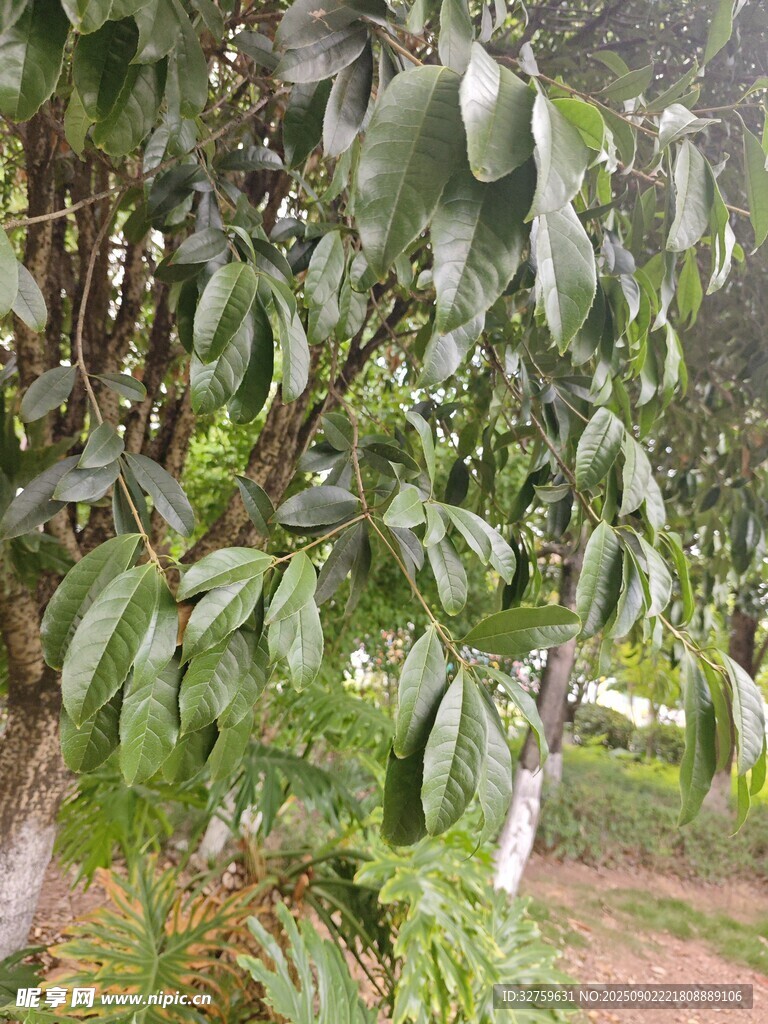 繁茂绿叶的植物景象