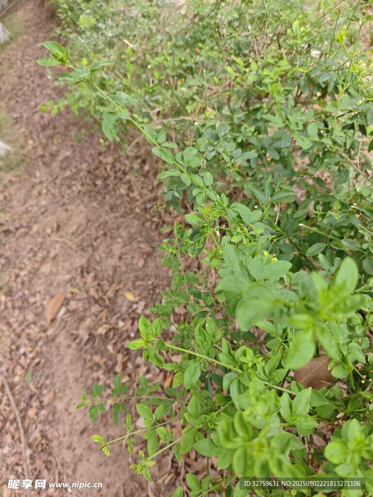 田间绿植小路