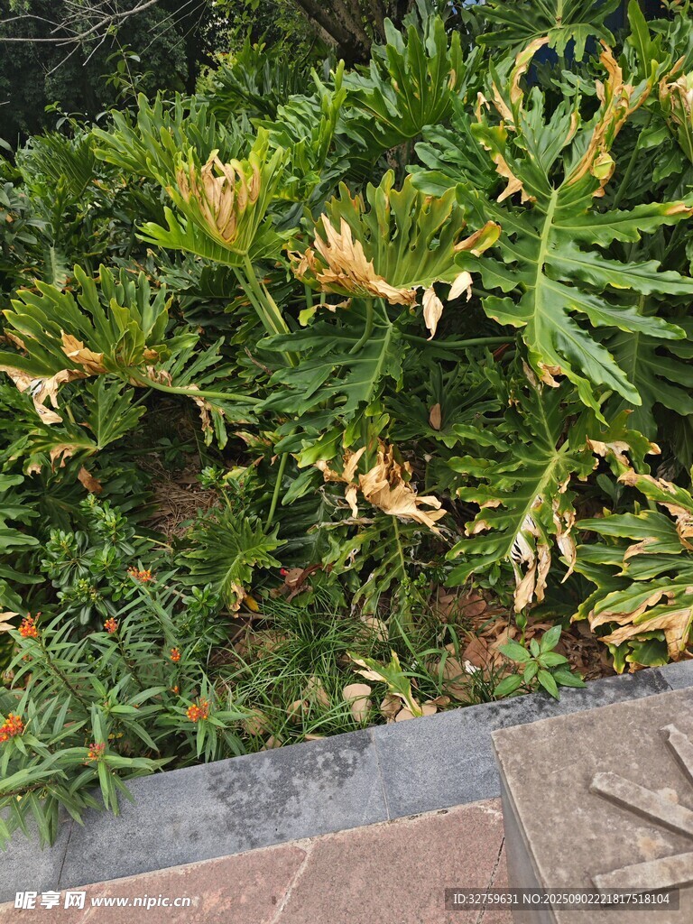 翠绿蕨类植物近景