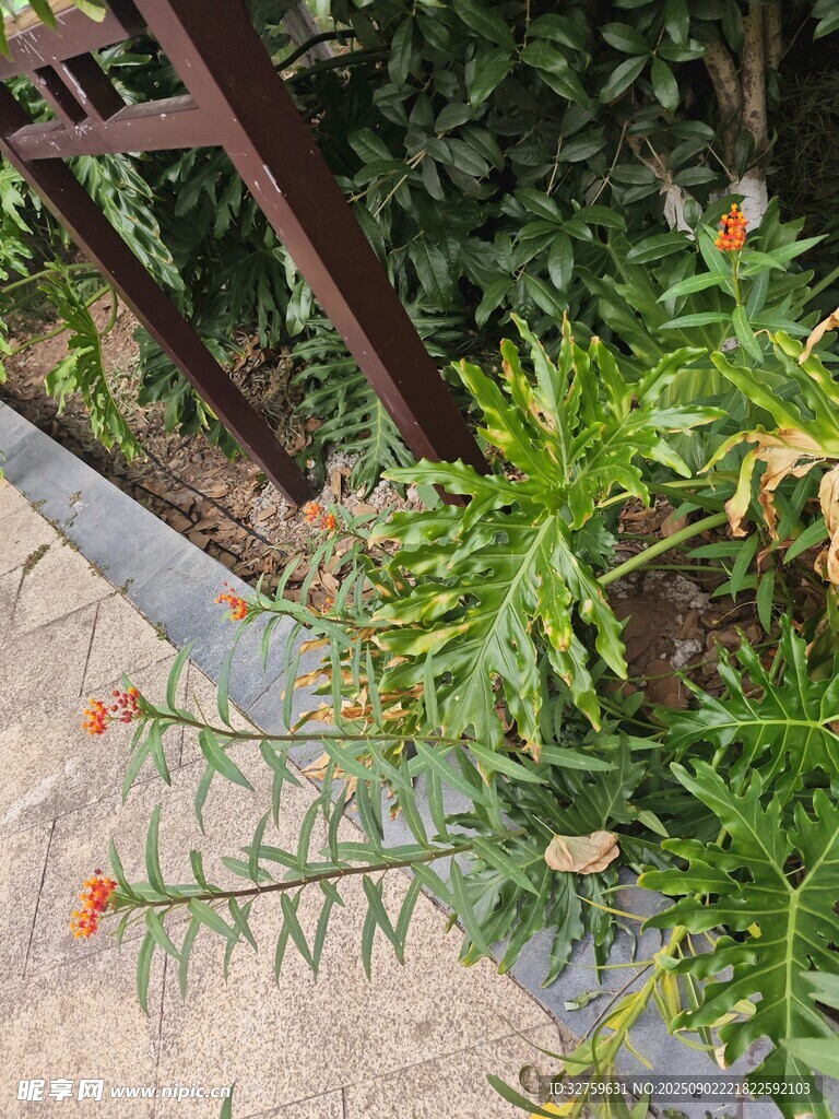 路边生长的绿色植物