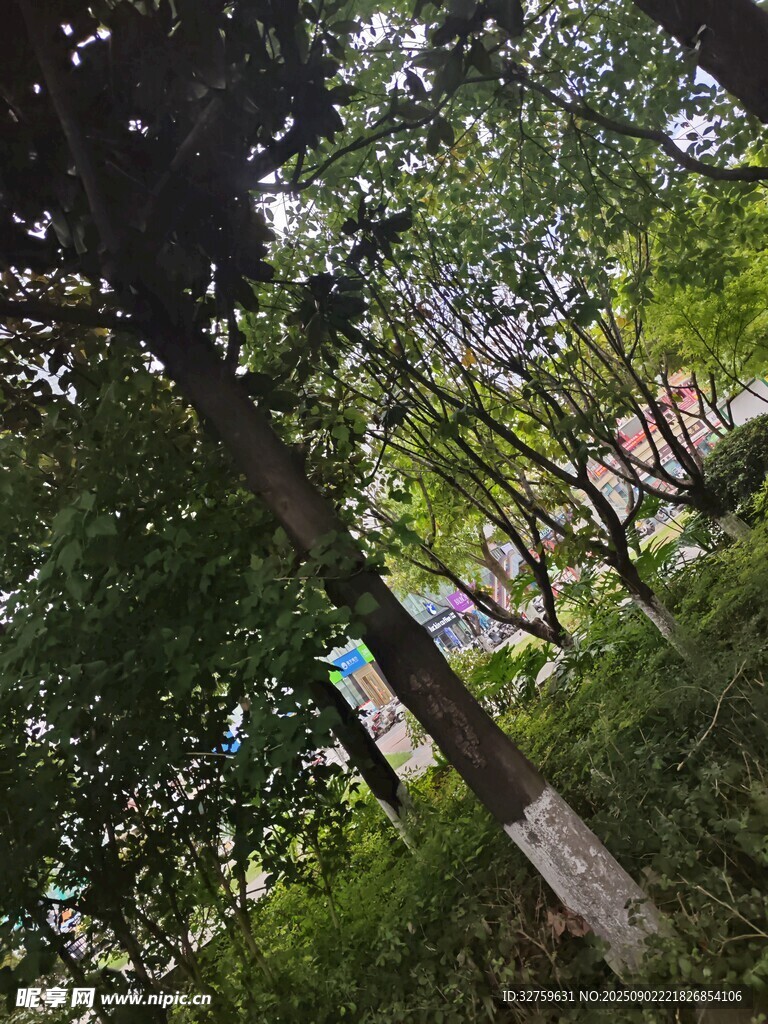 林间绿意盎然的自然景致