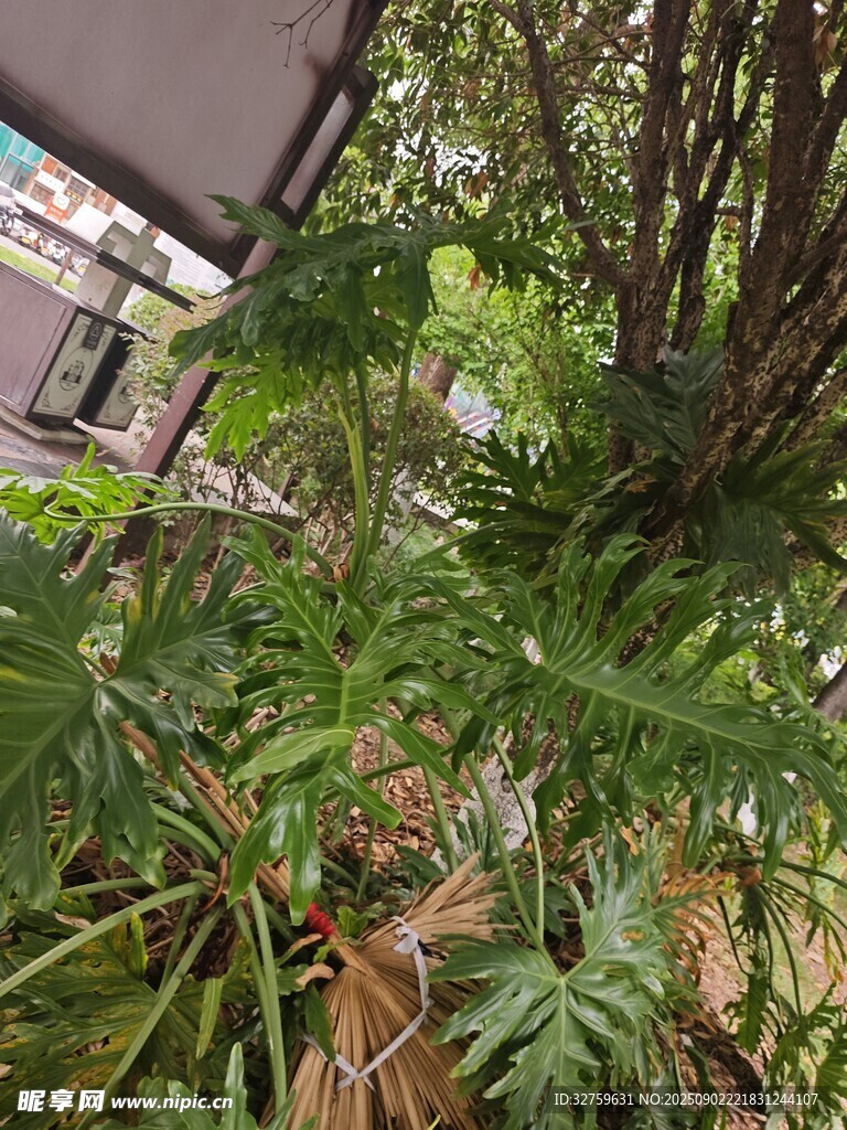 繁茂绿植景观