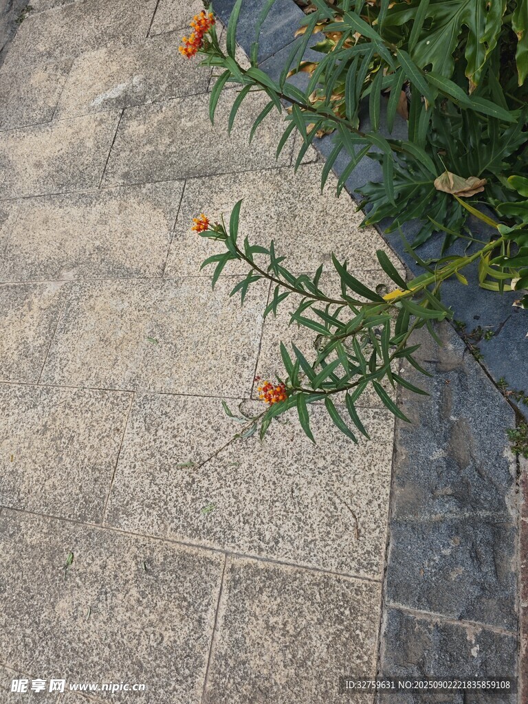 石缝间的绽放小花