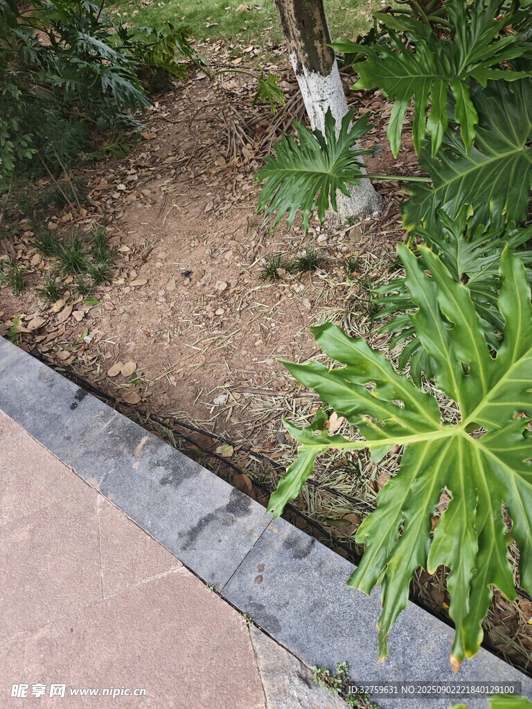 路边绿植景观