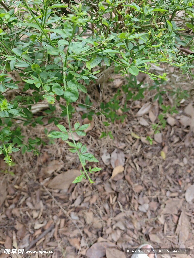 地面绿植与散落石块场景