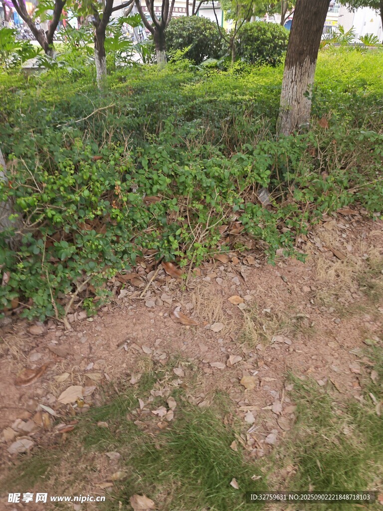 户外草地树木自然景象