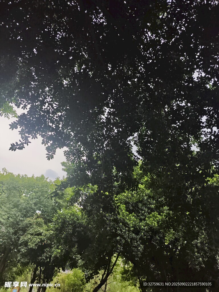 阳光透过繁茂树叶的景致