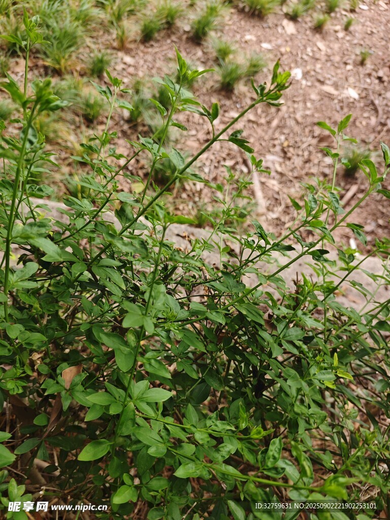 地面上的绿色丛生植物