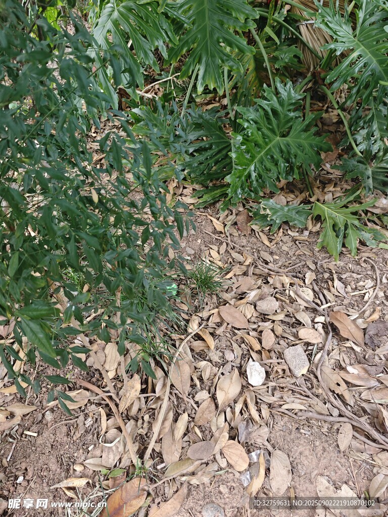 地面绿植与枯叶景象