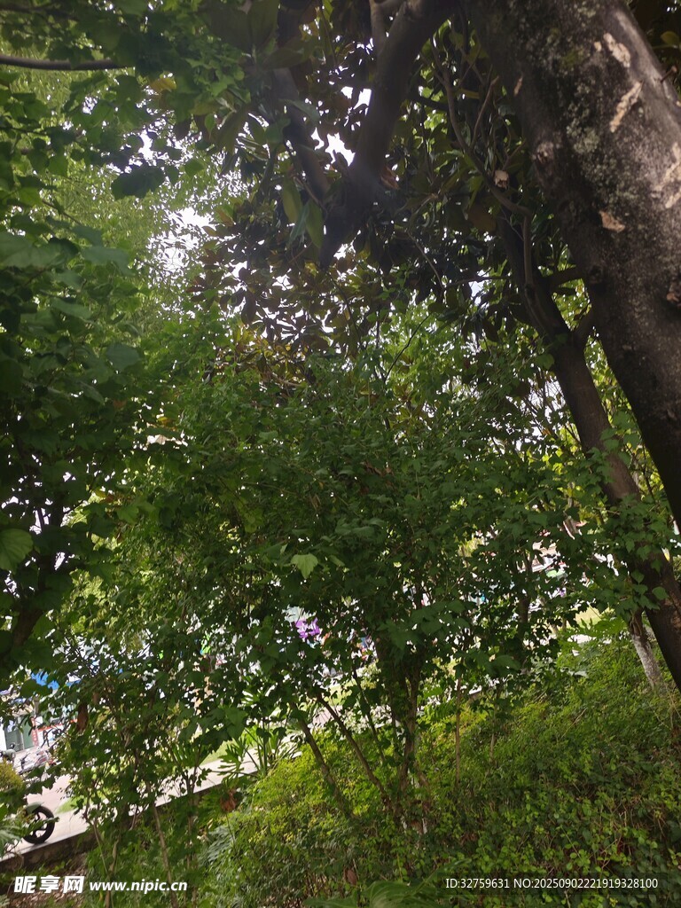 林间绿意盎然的树木景观