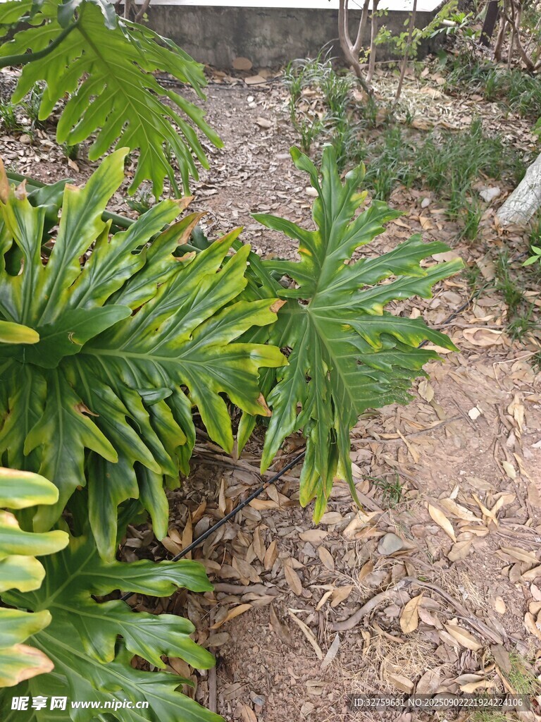 庭院中的翠绿植物