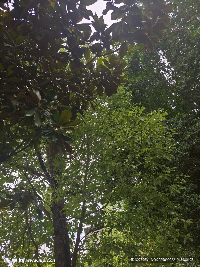 茂密树林绿意盎然