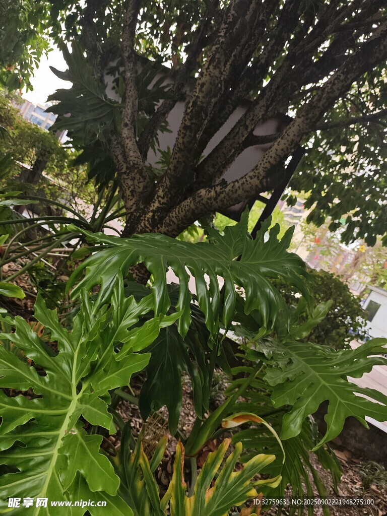 繁茂绿植下的奇特树干