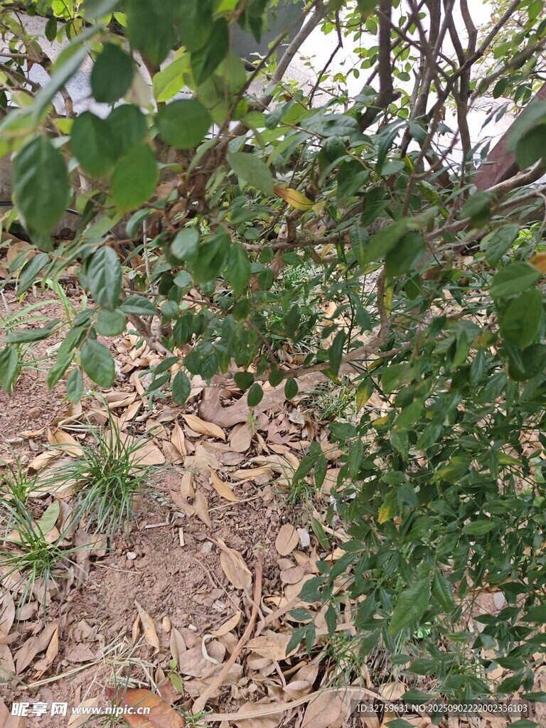 地面绿植与枯叶景象