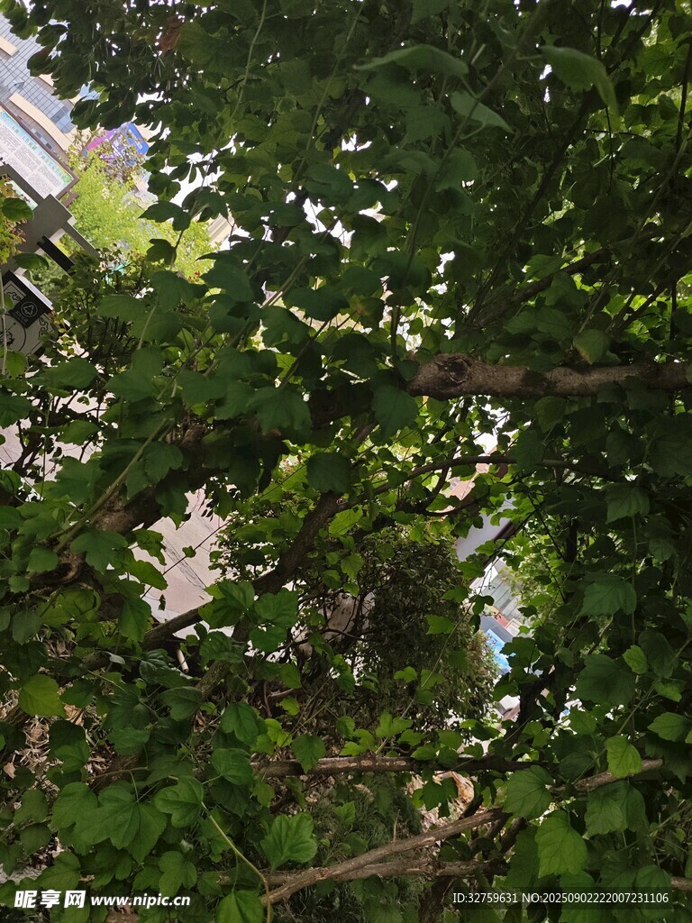 繁茂绿叶间的建筑一角