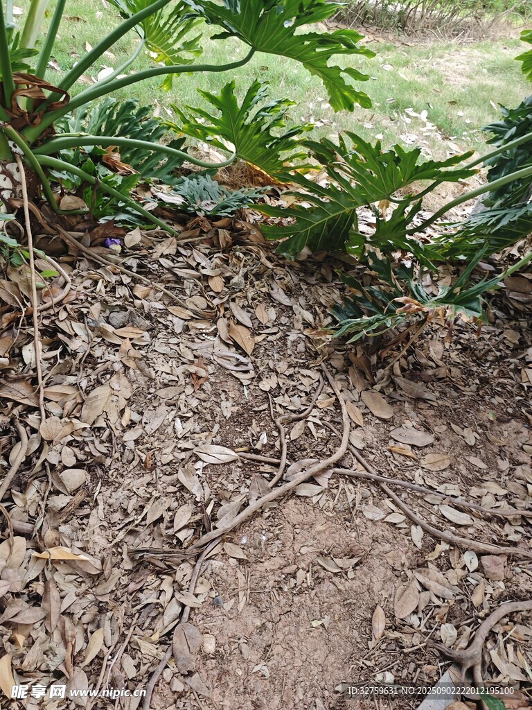 地面旁的绿植与枯叶