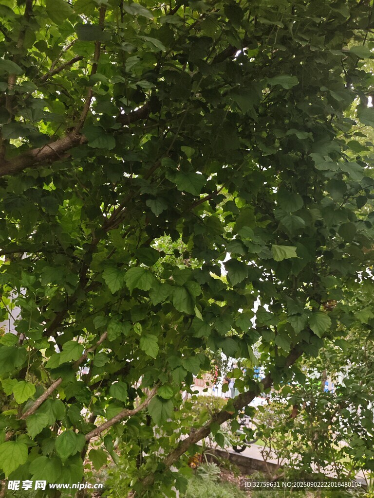 繁茂绿叶下的树枝景象