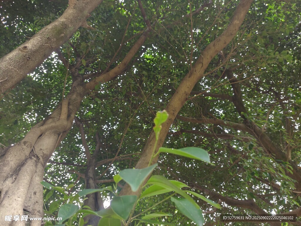茂密树林中的繁茂枝叶
